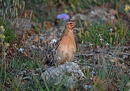La codorniz, en buen estado de conservación en España según el Informe Coturnix 2023