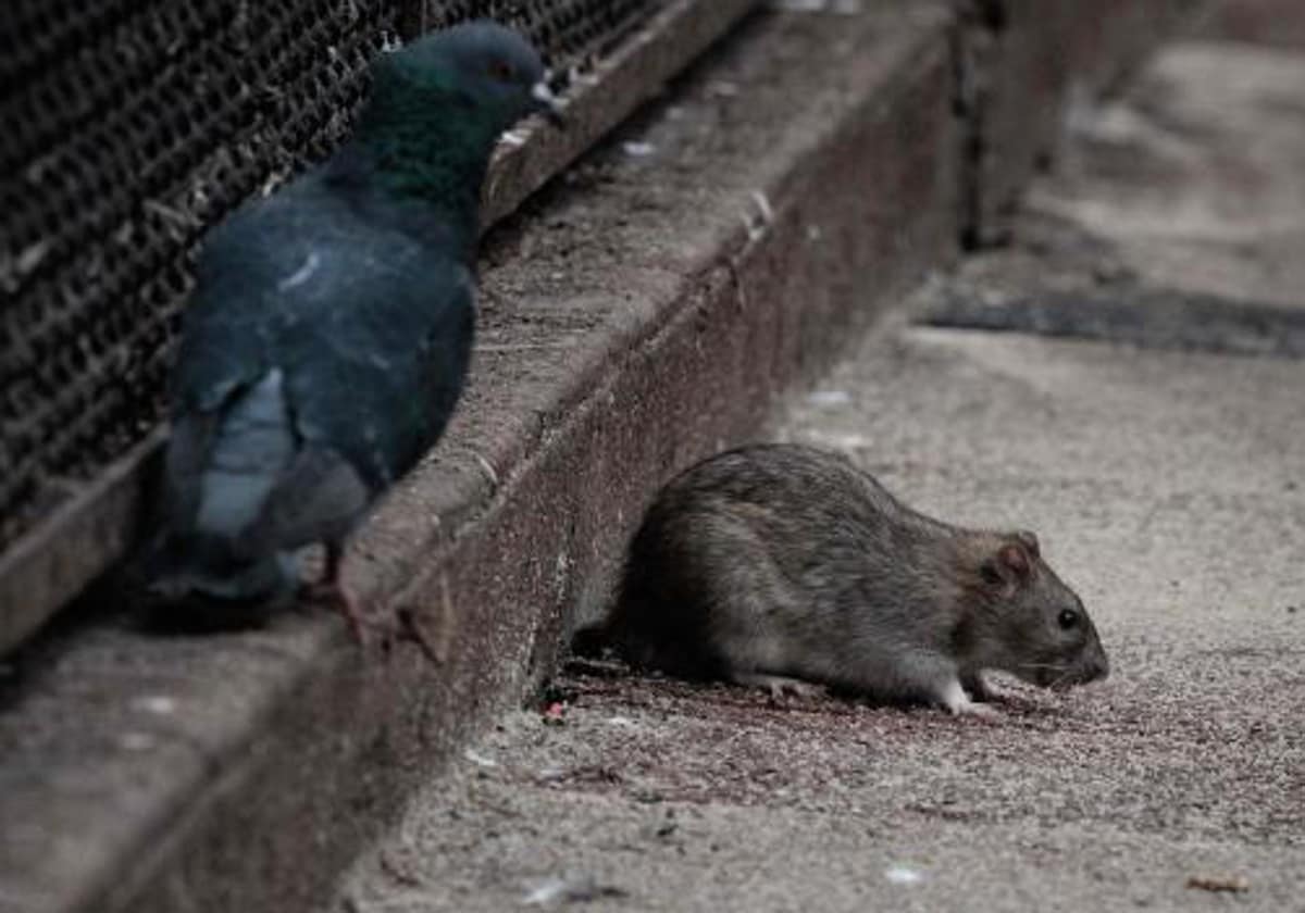 Una rata, en una calle de París