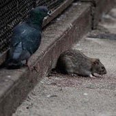 Las ratas de París, aplastadas, escondidas y lo más lejos posible del escenario olímpico