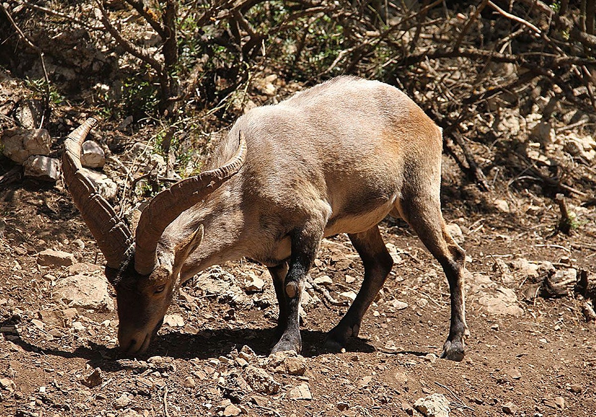 Arranca una nueva campaña de censos de caza mayor en el Observatorio Cinegético