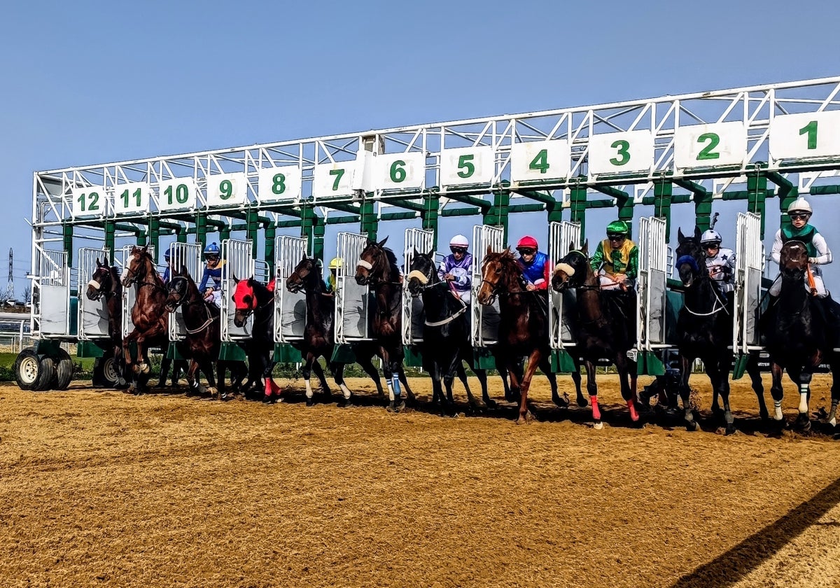 Salida de una carrera en el Gran Hipódromo de Andalucía de Dos Hermanas