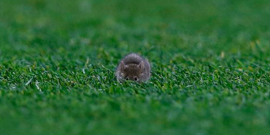 Una asquerosa plaga de ratones invade el estadio y las instalaciones del Manchester United