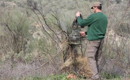 Imagen de un cazador con un pájaro usado como reclamo