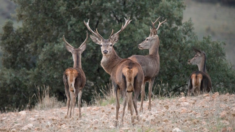 The deer, one of the most relevant species of Hornachuelos