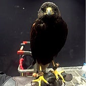 Vargas, el halcón que protege la Caja Mágica