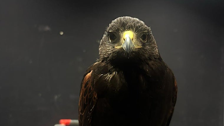 Los mejores momentos del torneo