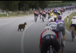 Una cabra irrumpe por sorpresa en el Giro de Italia y pone a prueba la destreza de los ciclistas
