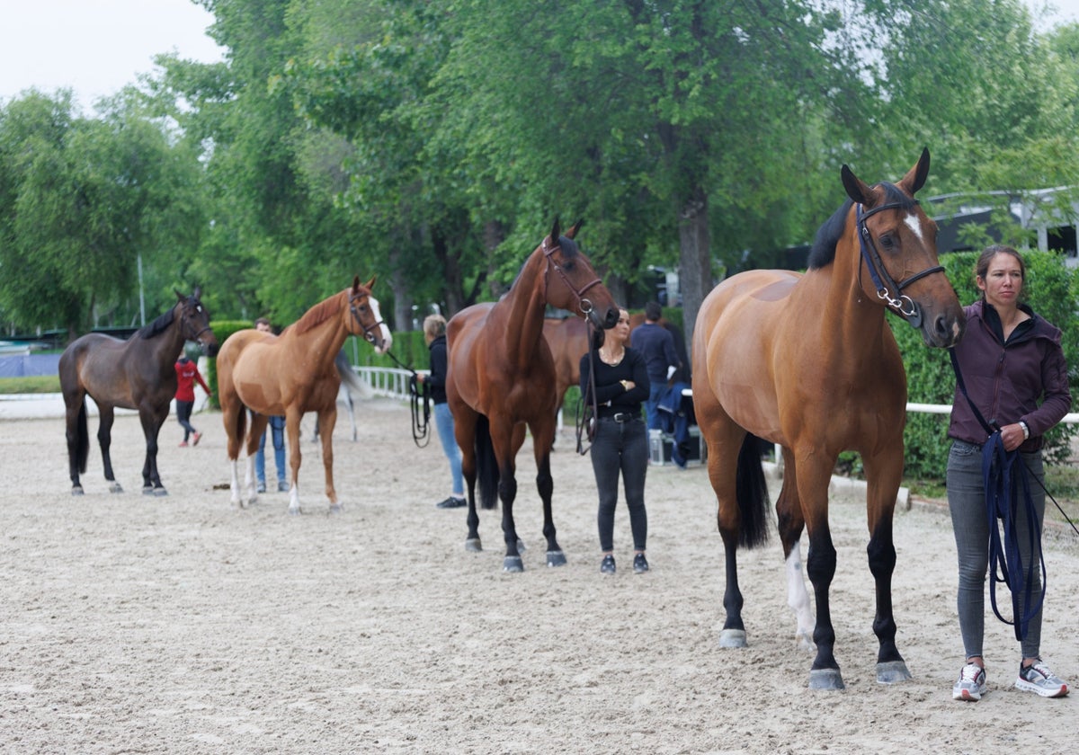 Los caballos hacen fila para el control veterinario previo a la competición