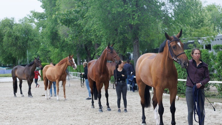 Viajes, antidopaje y colas para los controles veterinarios: la cara oculta de una reunión de caballos