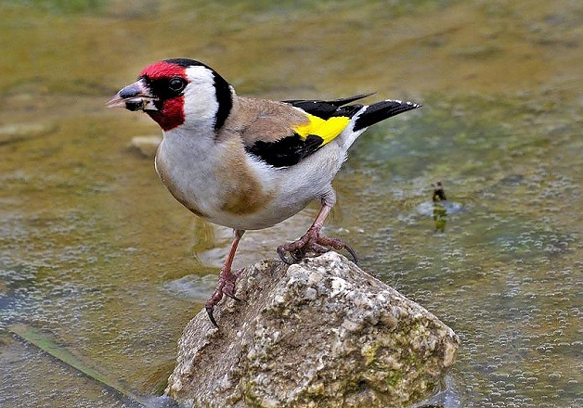 Las capturas del silvestrismo es una de las  tareas pendientes que la FAC tenía para la Junta