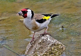 La Federación Andaluza de Caza presenta a la Junta una propuesta para recuperar las capturas del silvestrismo