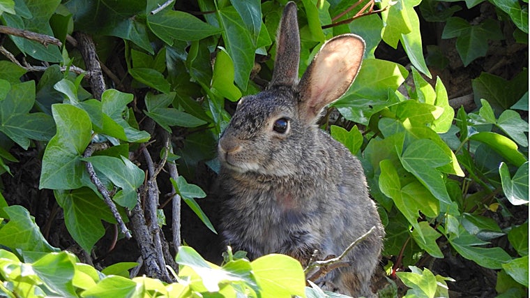 Un conejo en una madriguera con vegetación