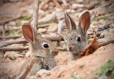La desesperación de los agricultores ante la plaga de conejos y la importancia de la caza para frenarla: «Se comen los olivos nuevos y los secan»
