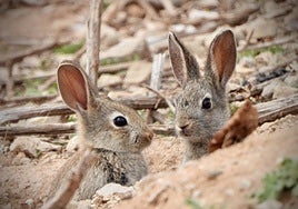 La desesperación de los agricultores ante la plaga de conejos y la importancia de la caza para frenarla: «Se comen los olivos nuevos y los secan»