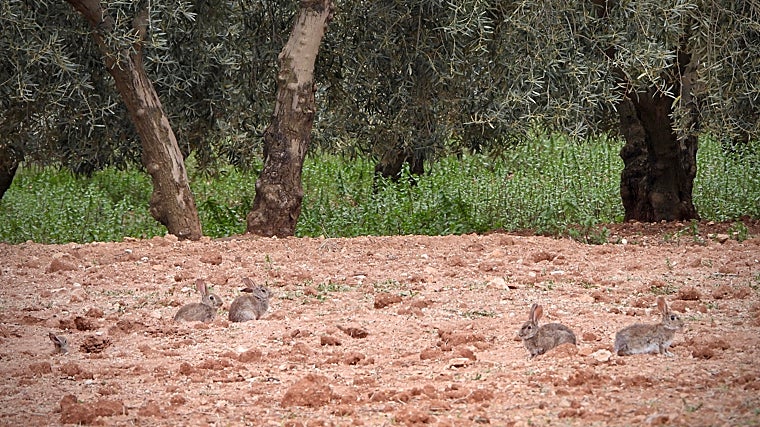 Varios conejos en un terreno de cultivo