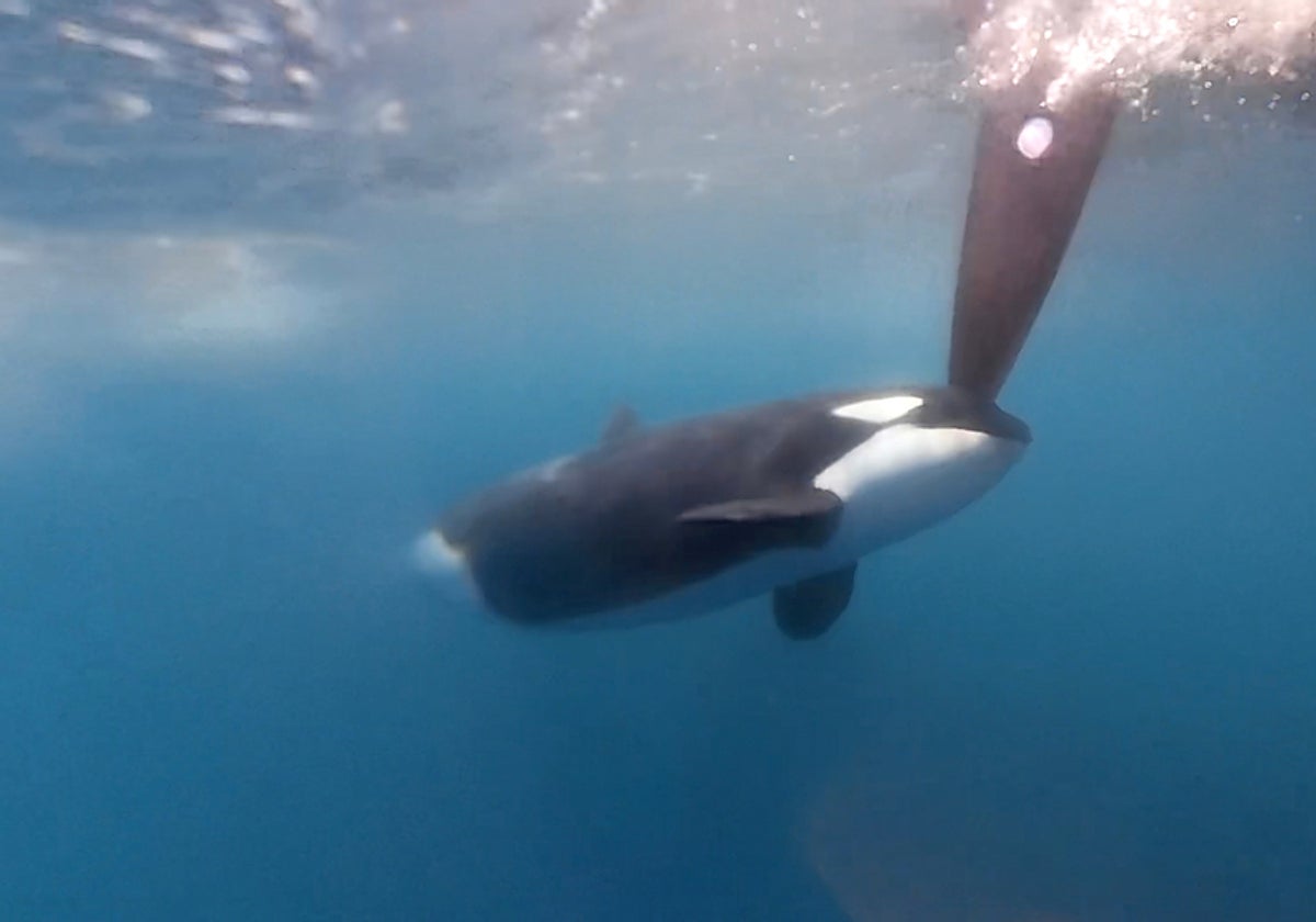 Una orca apareció al paso del VO65 Team Jajo en la pasada The Ocean Race