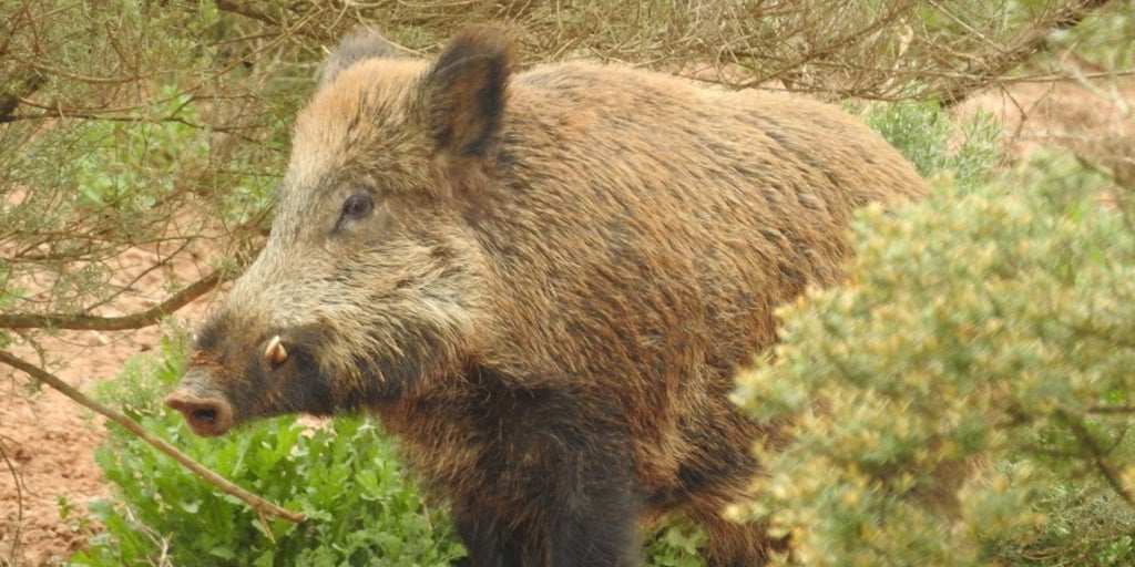Digitalización, ¿el futuro de la caza y la pesca?
