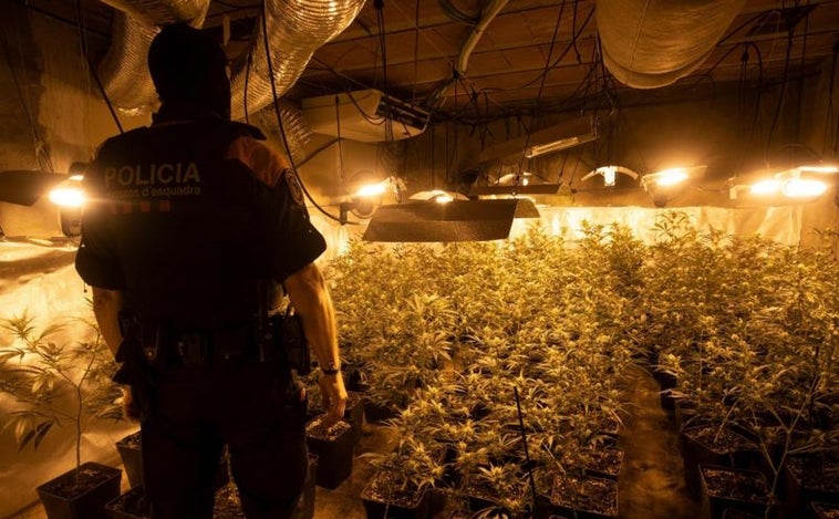 El gasto de luz en las plantaciones de droga equivale al consumo de la ciudad de Palma