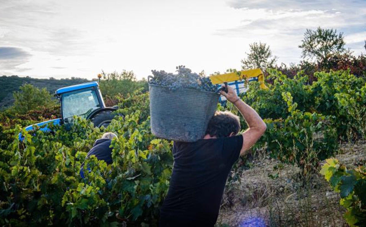 Las bodegas emigran en busca de frío para sus viñas