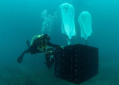 Imagen secundaria 1 - Foto superior, un buzo destapa un arcón con vinos de la bodega alicantina Vina Maris. Arriba: izquierda, una de las estructuras que atesora los caldos de la marca Crusoe Treasure y, derecha, los depósitos del vino blanco Habla del mar