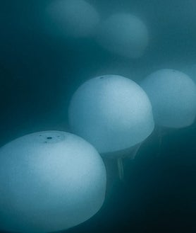 Imagen secundaria 2 - Foto superior, un buzo destapa un arcón con vinos de la bodega alicantina Vina Maris. Arriba: izquierda, una de las estructuras que atesora los caldos de la marca Crusoe Treasure y, derecha, los depósitos del vino blanco Habla del mar