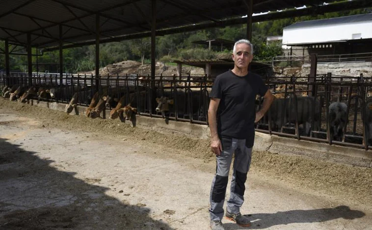 La sequía obliga a ganaderos de lácteo y de vacuno a sacrificar o vender animales