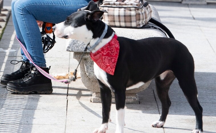 Salen A La Venta Los Billetes De AVE Para Perros: ¿cuánto Cuestan Y ...