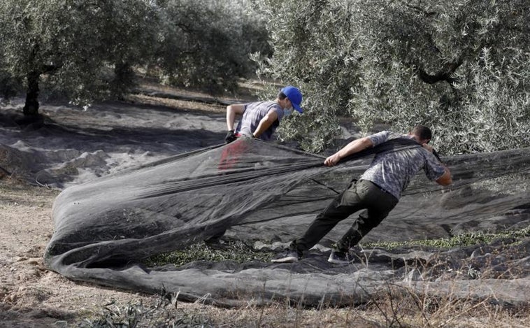 El Gobierno rebaja de 20 a 10 el número de peonadas para cobrar el subsidio y la renta agraria en Andalucía y Extremadura