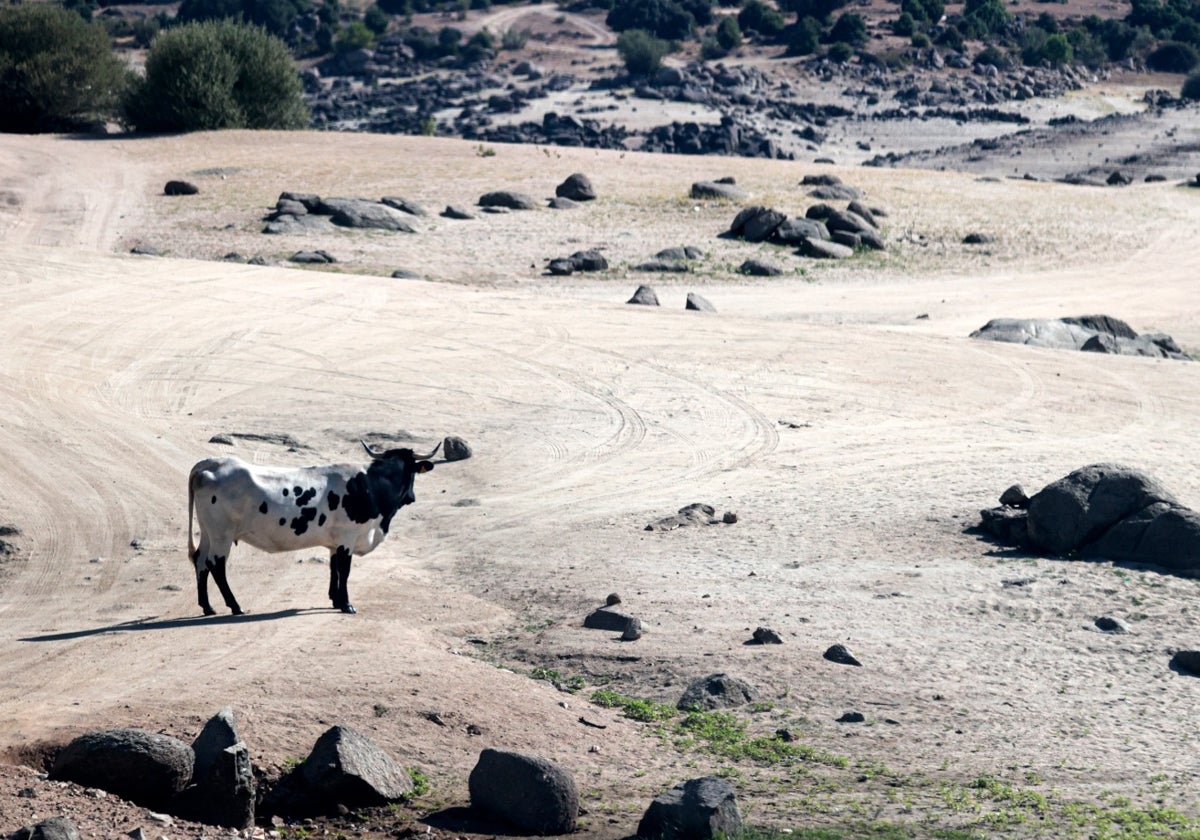 En España el censo de vacas lecheras ha descendido y está por debajo de las 800.000 cabezas