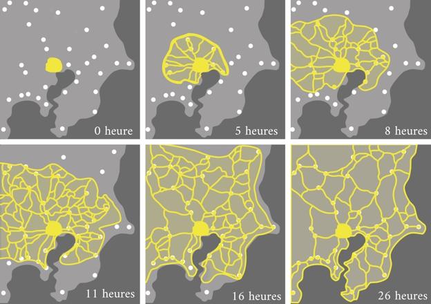 Experimento de la red de metro de Tokio con blob