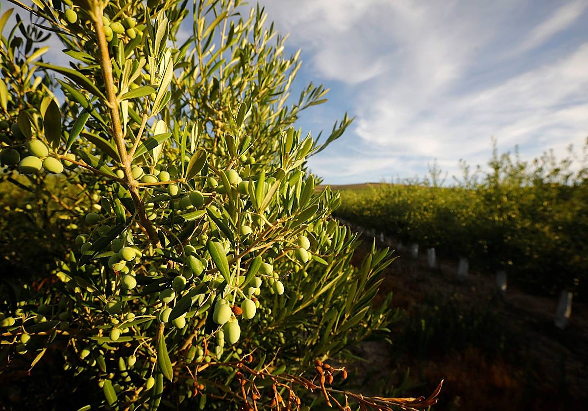 Un olivar en la provincia de Córdoba