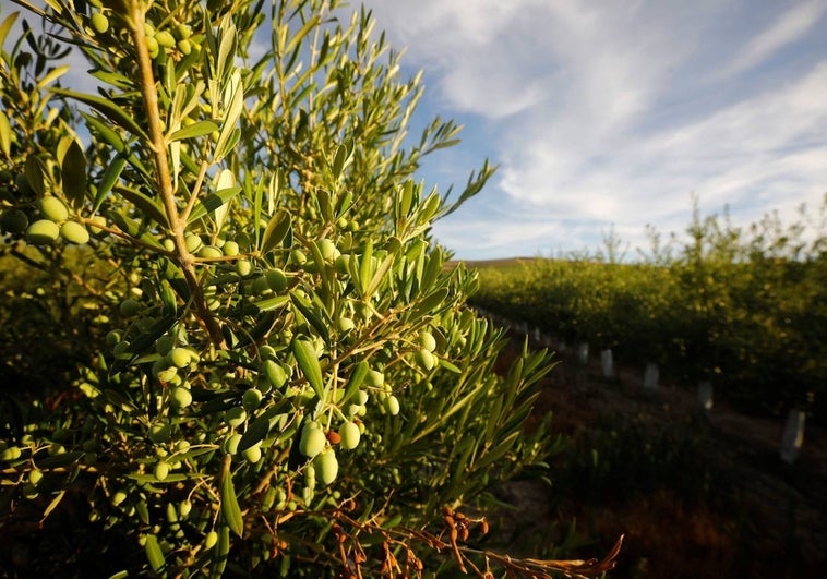 La sequía y los altos precios en origen se comen la rebaja del IVA al aceite de oliva