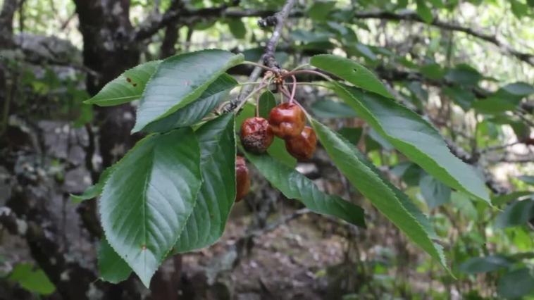 Los productores de cereza de Chantada (Lugo) pierden sus cosechas por las tormentas
