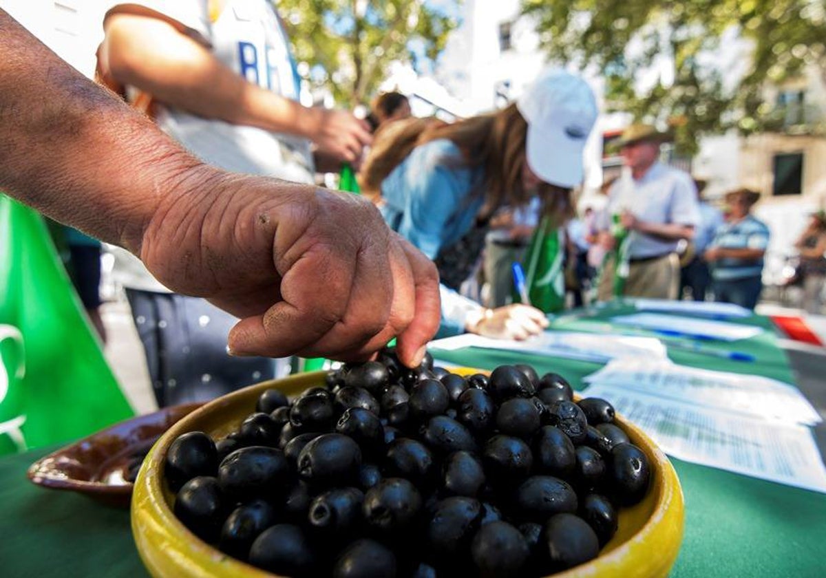 Aceituna de mesa, en una imagen de archivo