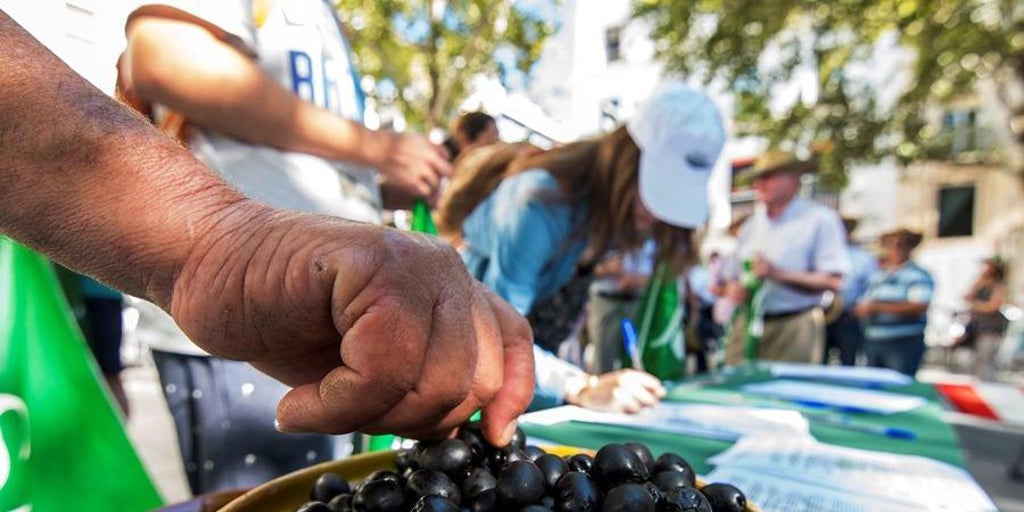 El sector olivarero urge medidas de represalia contra EE.UU.  por los aranceles