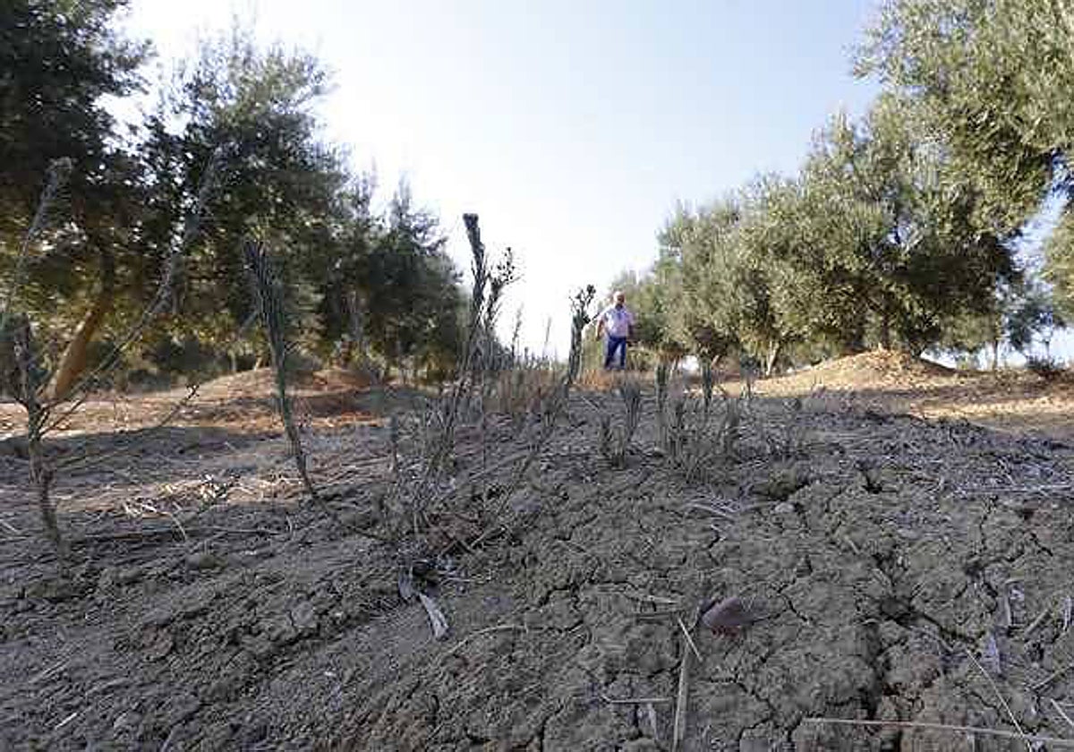 Una finca de olivar afectada por la sequía