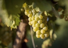 España destruirá más de 40 millones de litros de vino por riesgo de sobreoferta