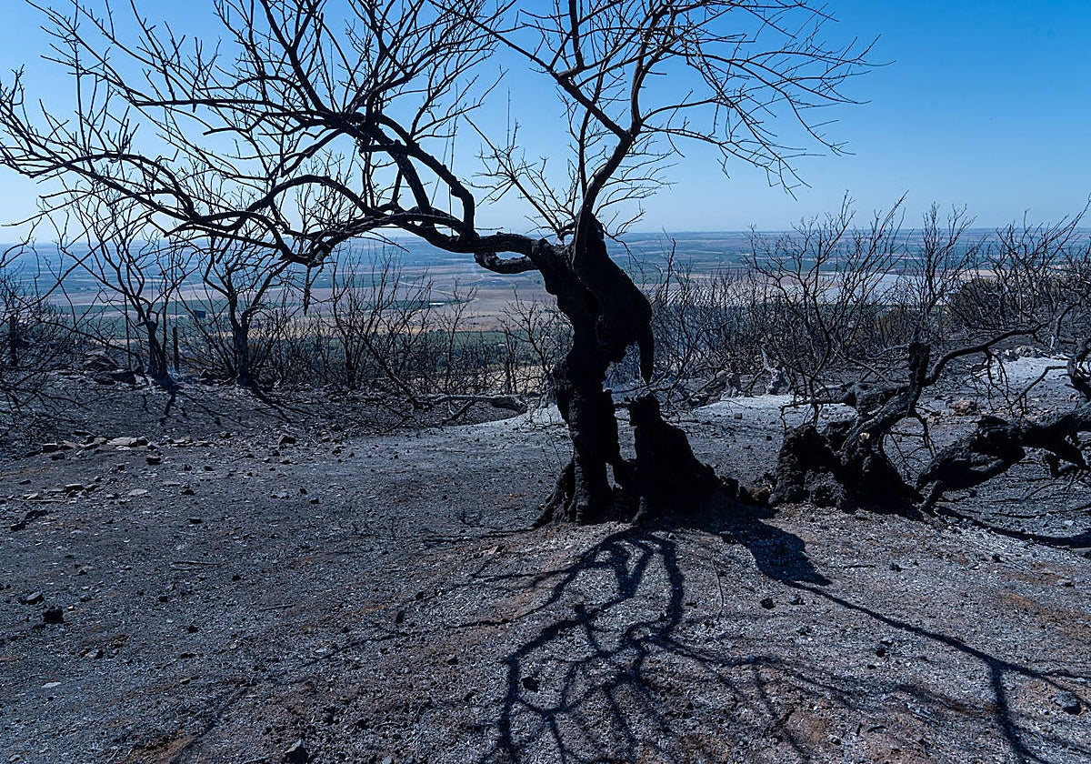 Zona afectada por el incendio del paraje de Las Alberquillas de Lora del Río (Sevilla)