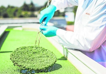 Semillas de crecimiento para la biotecnología agroalimentaria