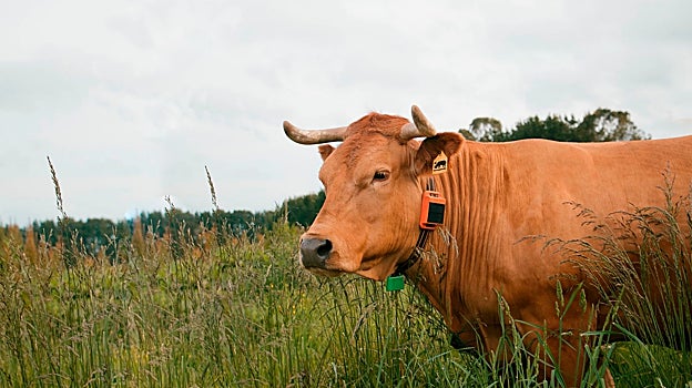 Los dispositivos para el ganado de Innogando cuentan con un pequeño panel solar incorporado que produce la energía que necesita la herramienta