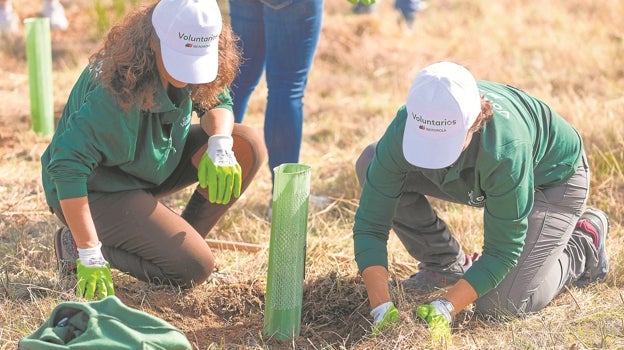 El proyecto de reforestación de Iberdrola ha conseguido plantar 1.800 ejemplares autóctonos en una superficie de más de 26.000 metros cuadrados, que compensarán más de 500 toneladas de CO2 en los próximos 40 años