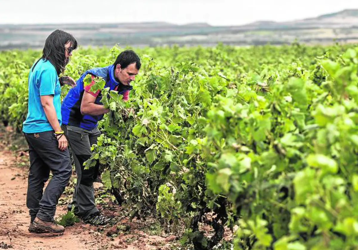 Trabajadores durante labores de mantenimiento y recogida en una explotación agrícola