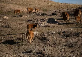 El campo cierra un año marcado por la sequía y la baja rentabilidad de agricultores y ganaderos