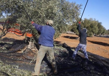 La afiliación de empleadas de hogar y el campo es la más baja en 11 años