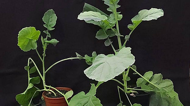 La planta de la izquierda en esta imagen es una variedad de colza editada en un gen para retrasar la floración e incrementar la tolerancia a calor que ha desarrollado en un trabajo de investigación el Instituto Nacional de Investigación y Tecnología Agraria y Alimentaria (INIA), del CSIC