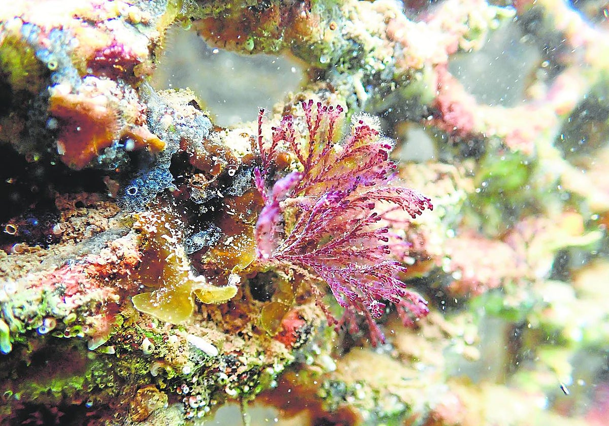 İspanyol teknolojisi deniz biyolojik çeşitliliğinin kayıp hazinesini kurtaracak