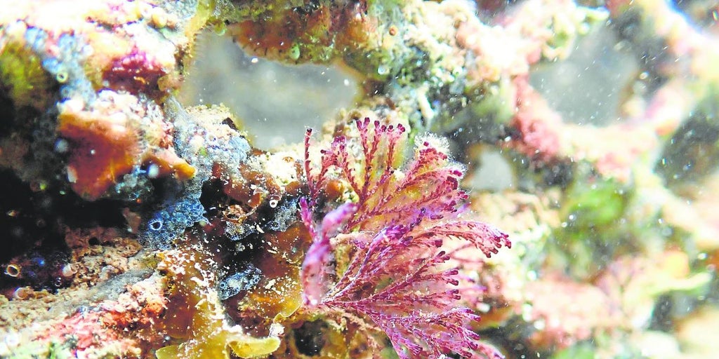 失われた海洋生物多様性の宝を取り戻すスペインの技術