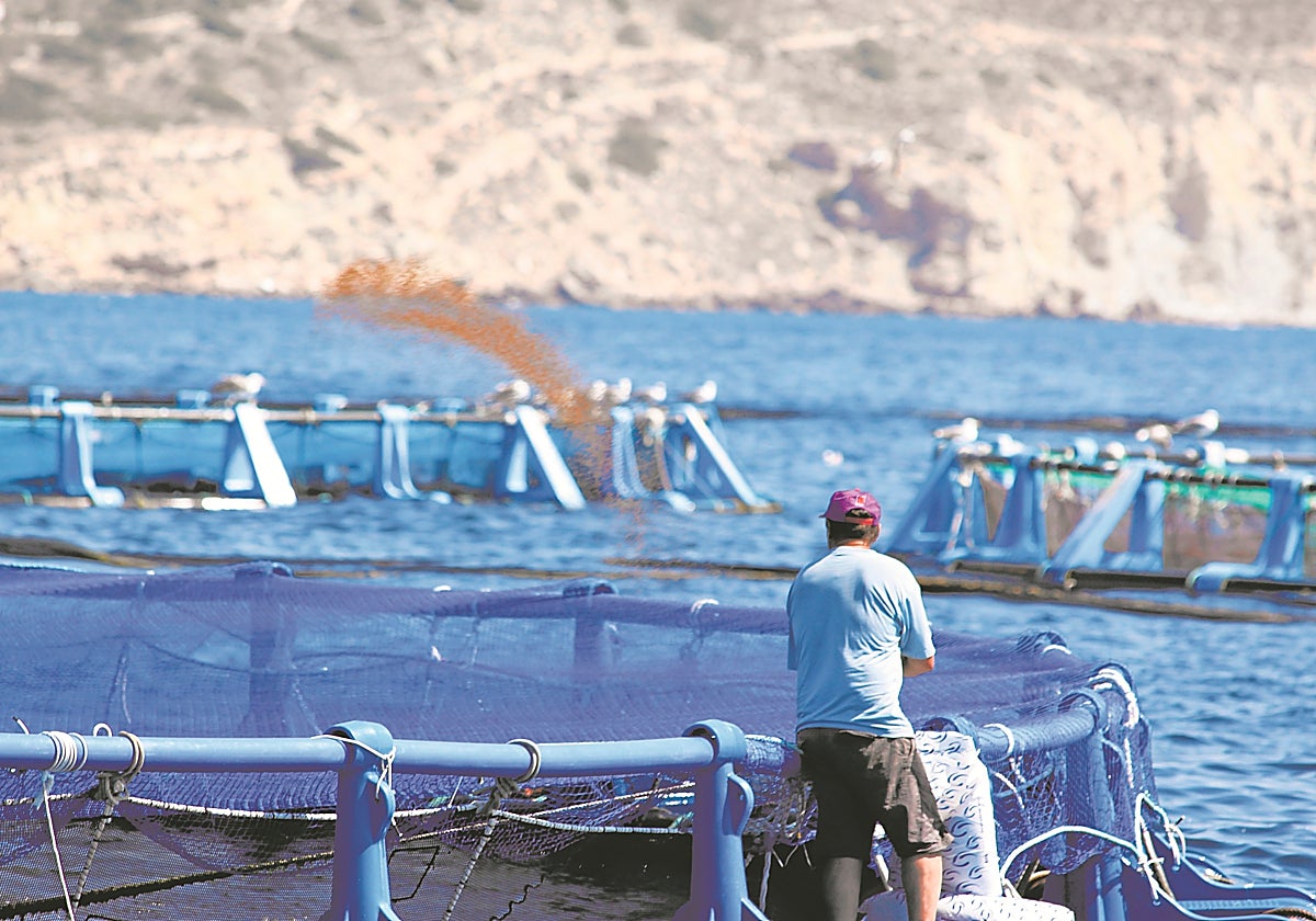 Las empresas españolas del sector son conscientes de que los piensos sostenibles favorecen también la seguridad alimentaria y la supervivencia de los ecosistemas marinos