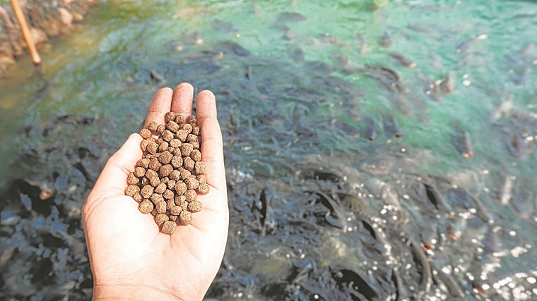 La empresa Dibaq utiliza en sus alimentos para acuicultura inmunoestimulantes que aumentan las respuestas inmunitarias de los peces