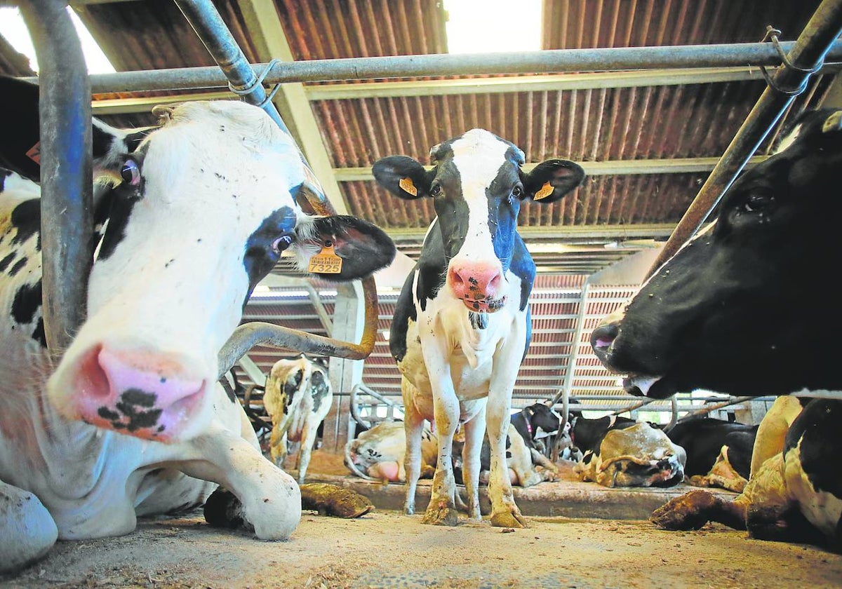 Vacas de una ganadería de lácteo en Lugo